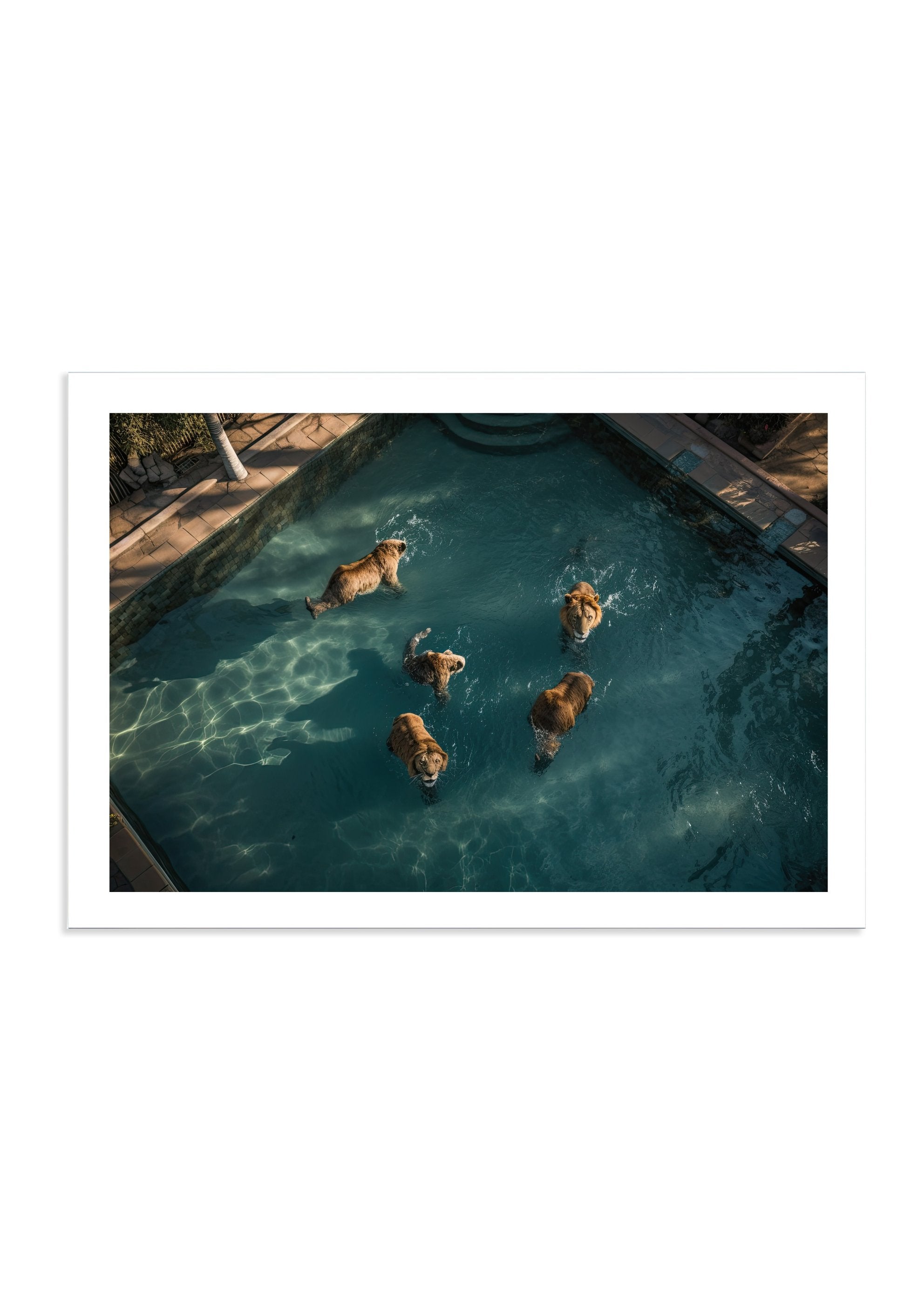 A LAZY SWIM *2 - DOTCOM ART