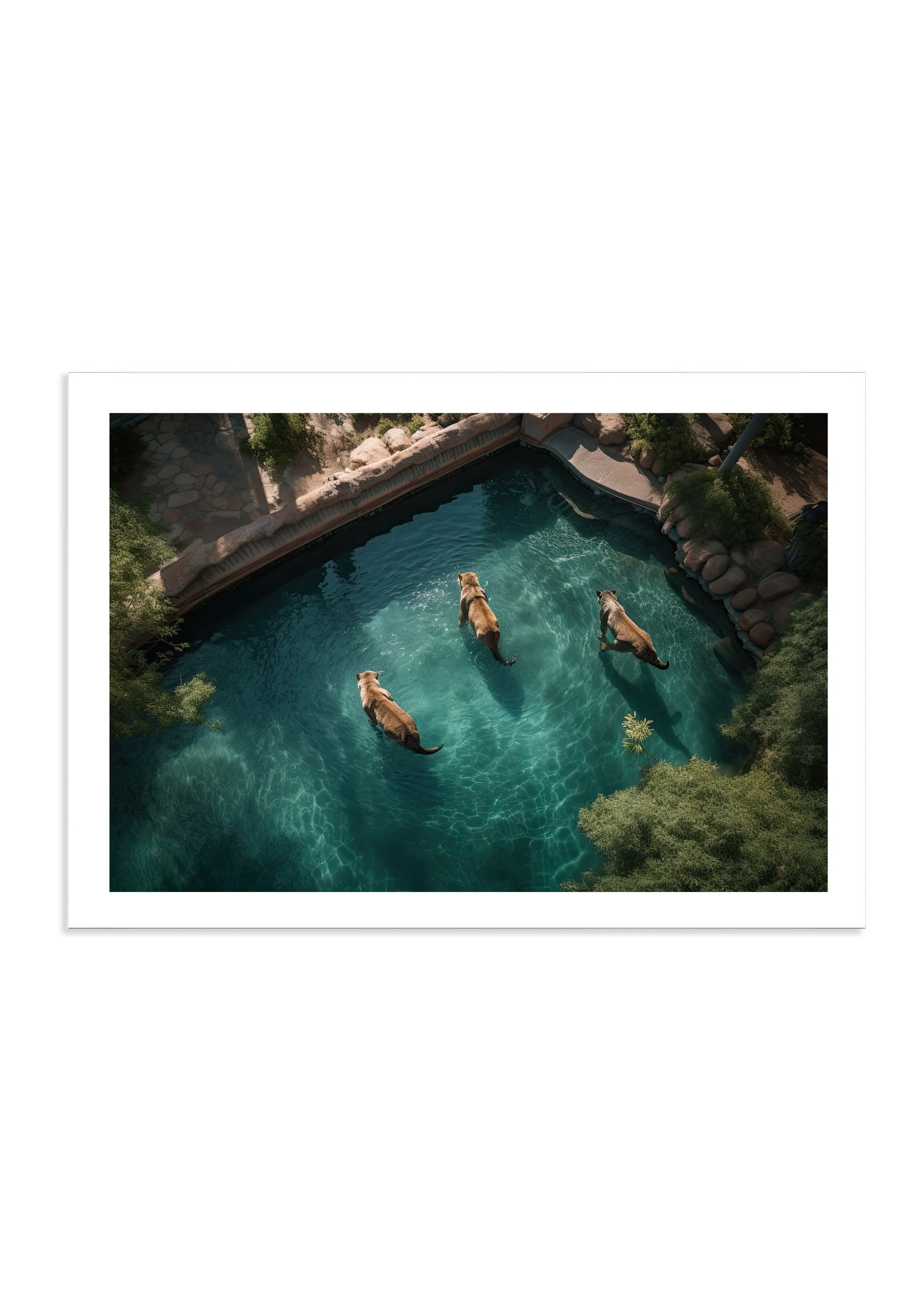 LAZY SWIM - DOTCOM ART