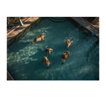 A LAZY SWIM *2 - DOTCOM ART