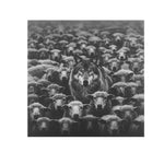 IMPOSTER - DOTCOM ART