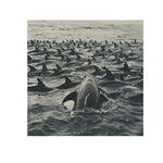 FISHING - DOTCOM ART