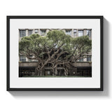 BROADWAY TREE HOUSE - DOTCOM ART