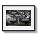 VAUCLUSE TREE HOUSE - DOTCOM ART
