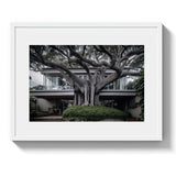 VAUCLUSE TREE HOUSE - DOTCOM ART