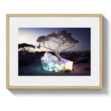 EUCALYPTUS *1 - DOTCOM ART