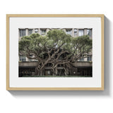 BROADWAY TREE HOUSE - DOTCOM ART