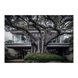 VAUCLUSE TREE HOUSE - DOTCOM ART